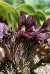 Aphyllon californicum californicum