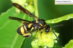 Leucospidae