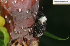 Eucryptorrhynchus brandti