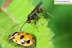Dinocampus coccinellae paralysis virus