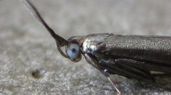 Coleophora deauratella