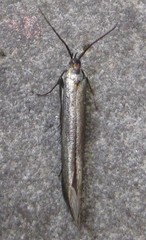 Coleophora deauratella