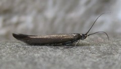 Coleophora deauratella