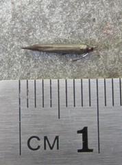 Coleophora deauratella