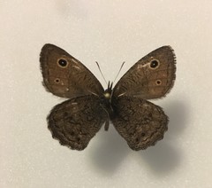 Cercyonis oetus charon