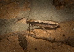 Leptocroca sanguinolenta