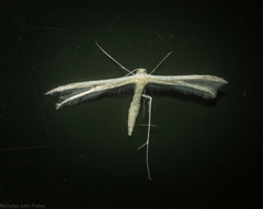 Imbophorus aptalis