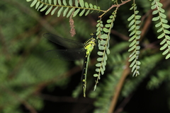 Megalogomphus sommeri