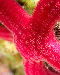 Ophidiaster ophidianus