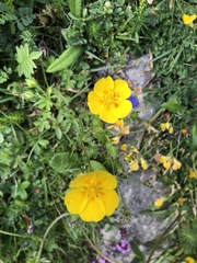 Potentilla aurea
