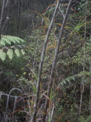 Dracophyllum sinclairii