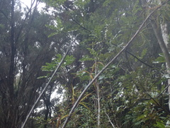 Dracophyllum sinclairii