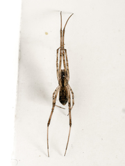 Episinus maculipes