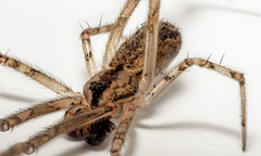 Episinus maculipes