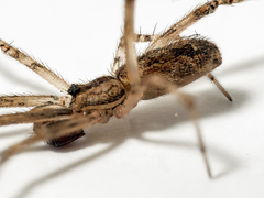 Episinus maculipes