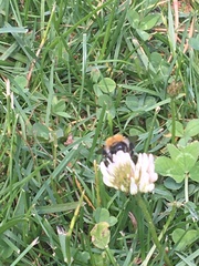 Bombus pascuorum