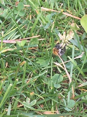 Bombus pascuorum