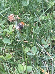 Bombus pascuorum