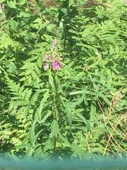Chamaenerion angustifolium