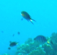 Pycnochromis nigrurus
