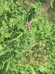 Chamaenerion angustifolium