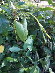 Muehlenbeckia gracillima