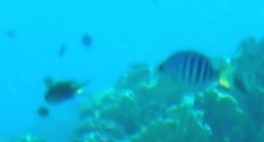 Abudefduf margariteus