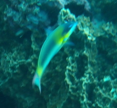 Thalassoma genivittatum