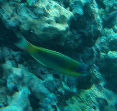 Thalassoma genivittatum