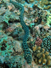 Myrichthys maculosus