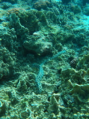 Myrichthys maculosus