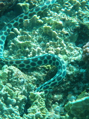 Myrichthys maculosus