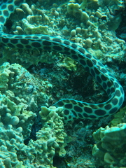 Myrichthys maculosus