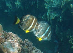 Acanthurus guttatus