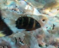 Plectroglyphidodon phoenixensis