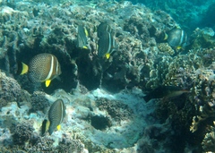 Acanthurus guttatus