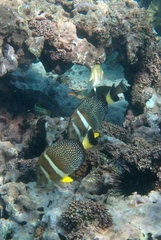 Acanthurus guttatus