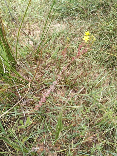 Hypericum tomentosum (Hypericum tomentosum)