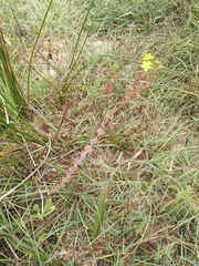 Hypericum tomentosum