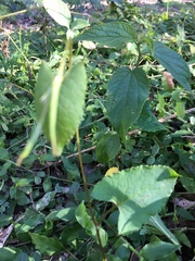 Muehlenbeckia gracillima