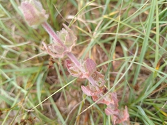 Hypericum tomentosum