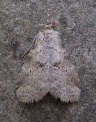 Hyperstrotia pervertens