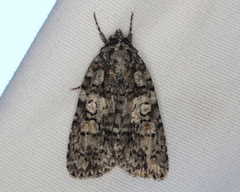 Acronicta tristis