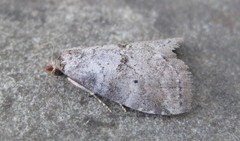 Hyperstrotia pervertens