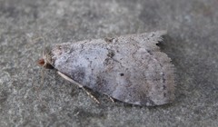 Hyperstrotia pervertens