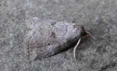 Hyperstrotia pervertens