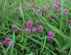 Trifolium medium