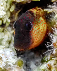 Microlipophrys canevae