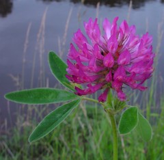 Trifolium medium