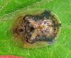 Small Tortoise Beetle - Photo (c) Seth Ausubel, some rights reserved (CC BY-NC), uploaded by Seth Ausubel